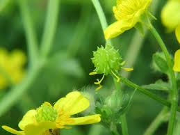 Attēlu rezultāti vaicājumam “Ranunculus lanuginosus bud”