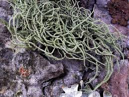 Attēlu rezultāti vaicājumam “Usnea hirta”