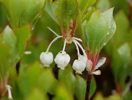 Attēlu rezultāti vaicājumam “Enkianthus chinensis leaf”