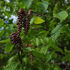 Attēlu rezultāti vaicājumam “Betula alleghaniensis”