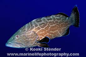 Image result for Mycteroperca bonaci