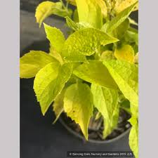 Attēlu rezultāti vaicājumam “Philadelphus coronarius leaf”