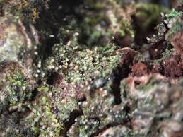 Attēlu rezultāti vaicājumam “Micarea sp.”