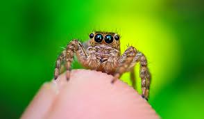Image result for spider