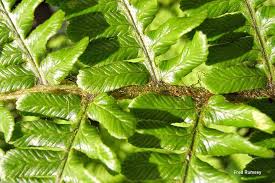 Attēlu rezultāti vaicājumam “Dryopteris affinis”