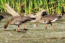 Attēlu rezultāti vaicājumam “Anser albifrons”