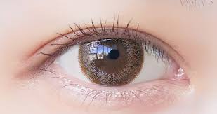 「ネオサイトワンデーシエル」の画像検索結果