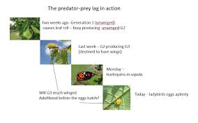 Attēlu rezultāti vaicājumam “Thecabius affinis”