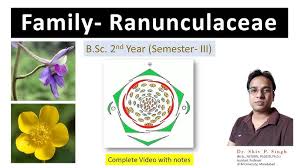 Attēlu rezultāti vaicājumam “Ranunculaceae”