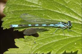 Attēlu rezultāti vaicājumam “Coenagrion hastulatum”