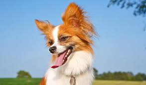 Image result for papillon