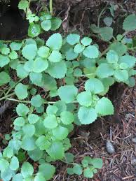 Attēlu rezultāti vaicājumam “Chrysosplenium alternifolium bud”