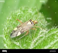Attēlu rezultāti vaicājumam “Rhabdomiris striatellus”