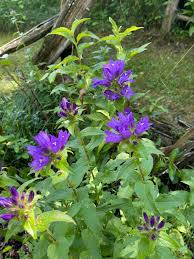 Attēlu rezultāti vaicājumam “Campanula glomerata leaf”