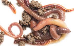 Attēlu rezultāti vaicājumam “Annelides”