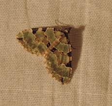 Attēlu rezultāti vaicājumam “Colostygia pectinataria”