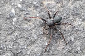 Attēlu rezultāti vaicājumam “Philodromidae”