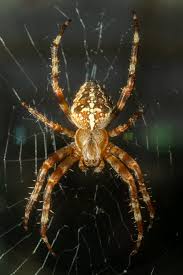 Attēlu rezultāti vaicājumam “Araneus diadematus female”