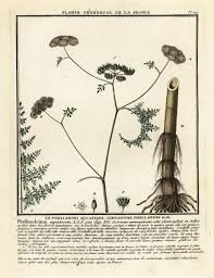 Attēlu rezultāti vaicājumam “Oenanthe aquatica leaf”