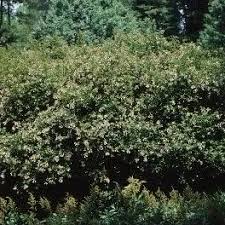 Attēlu rezultāti vaicājumam “Caprifoliaceae”