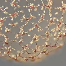 Attēlu rezultāti vaicājumam “Craterium sp.”