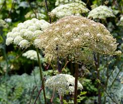 Attēlu rezultāti vaicājumam “Libanotis montana leaf”