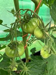 Afbeeldingsresultaat voor carbon tomato