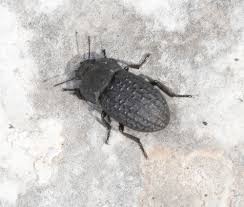 Attēlu rezultāti vaicājumam “Opatrum sabulosum”