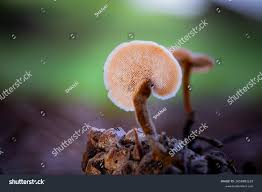 Attēlu rezultāti vaicājumam “Auriscalpium vulgare”