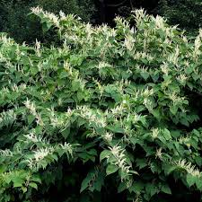 Attēlu rezultāti vaicājumam “Reynoutria japonica”