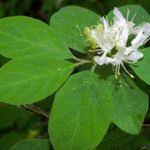 Attēlu rezultāti vaicājumam “Lonicera xylosteum flower”