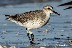 Attēlu rezultāti vaicājumam “Calidris canutus adult”