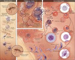Attēlu rezultāti vaicājumam “undetermined plasmodium”