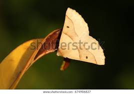 Attēlu rezultāti vaicājumam “Crocallis elinguaria”