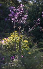 Attēlu rezultāti vaicājumam “Thalictrum”