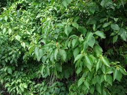 Attēlu rezultāti vaicājumam “Lonicera ferdinandii”