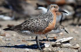 Attēlu rezultāti vaicājumam “Calidris canutus”
