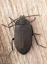 Attēlu rezultāti vaicājumam “Tetratomidae”