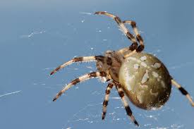 Attēlu rezultāti vaicājumam “Araneus quadratus female”