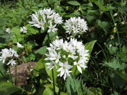 Attēlu rezultāti vaicājumam “Allium ursinum flower”