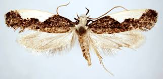 Attēlu rezultāti vaicājumam “Monopis monachella”