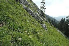 Attēlu rezultāti vaicājumam “Aphelia viburniana”