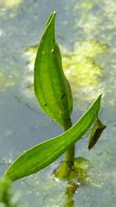 Attēlu rezultāti vaicājumam “Potamogeton praelongus leaf”