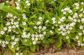 Image result for Omphalodes verna