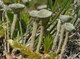 Attēlu rezultāti vaicājumam “Cladonia”