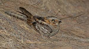 Image result for Caprimulgus ruficollis