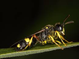 Attēlu rezultāti vaicājumam “Cerceris arenaria”