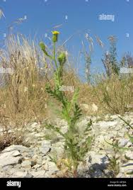 Attēlu rezultāti vaicājumam “Senecio viscosus”
