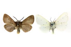 Attēlu rezultāti vaicājumam “Diaphora mendica”