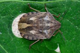 Attēlu rezultāti vaicājumam “Eurygaster testudinaria imago”